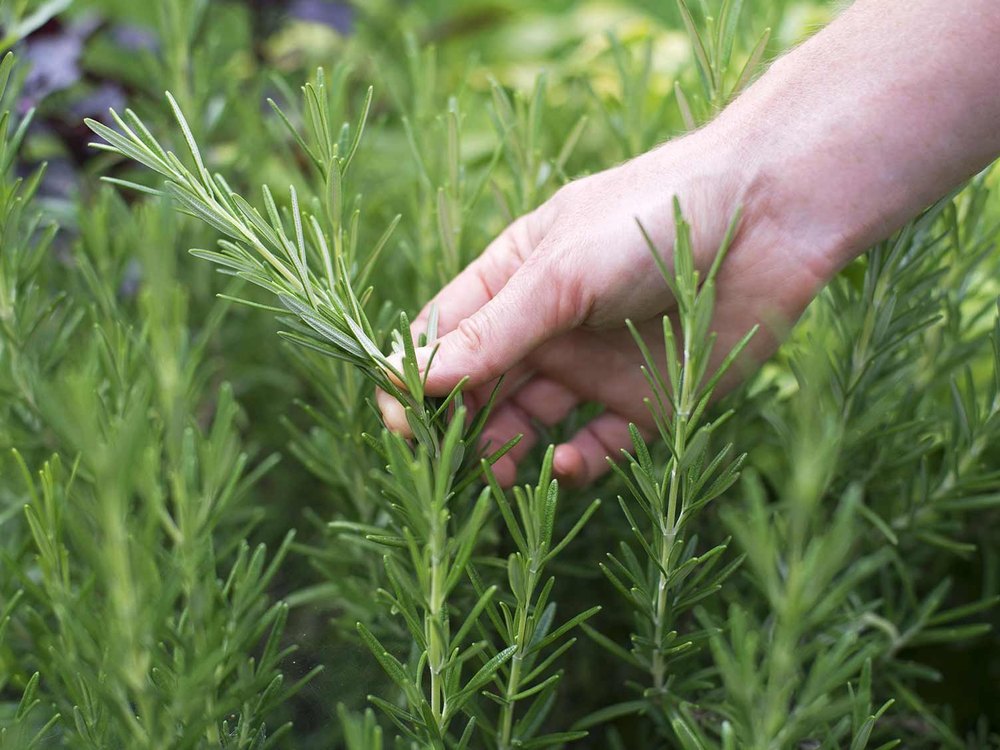 Rosemary Extract