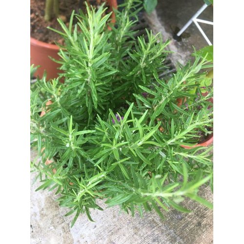 Rosemary Plant Extract, Packaging Type: Poly Bag, Packaging Size: 25 Kg