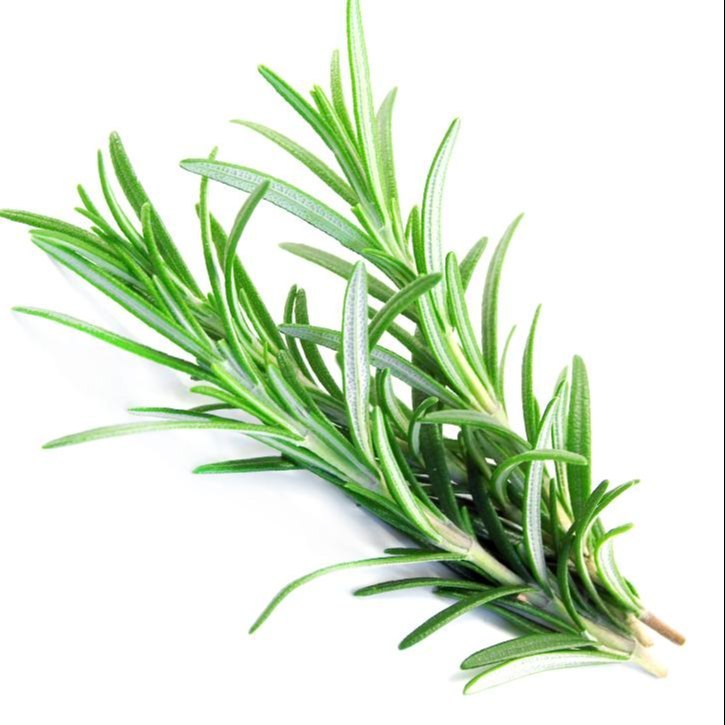 Rosemary Liquid Extract