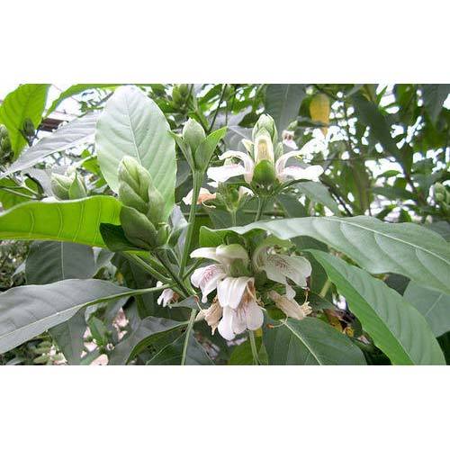 Adhatoda Vasica Extract