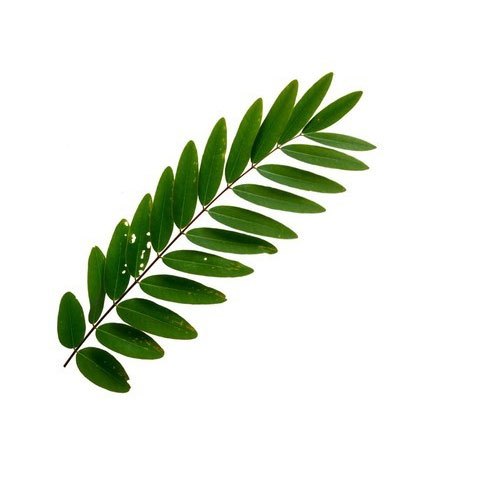 Green Senna Leaf Extract, Packaging Type: Packets, Pack Size: 5 kg