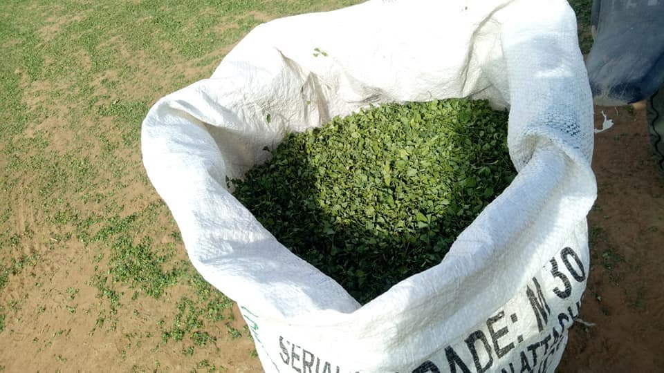 Slightly Sweet Kasuri Methi Fenugreek Leaves