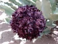 Caralluma Fimbriata Extract, Gram, Packaging Type: Pouch