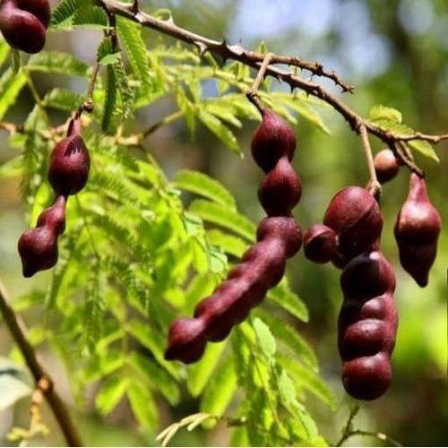 Shikakai Dry Extract, Packaging Type: Packet