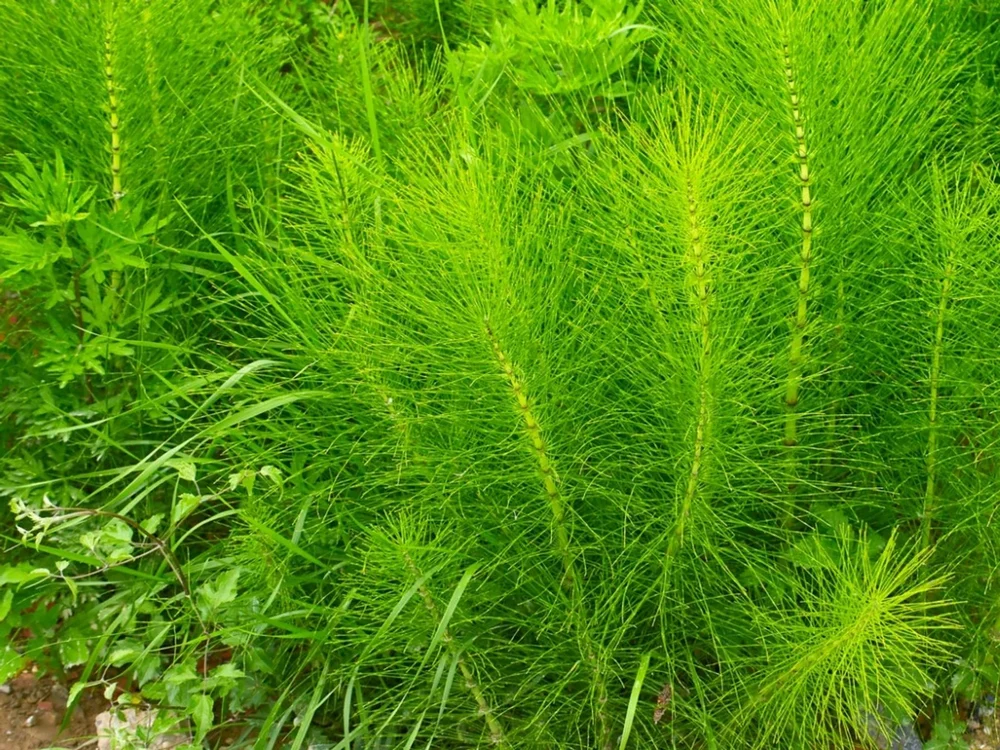 Horsetail Dry Extract