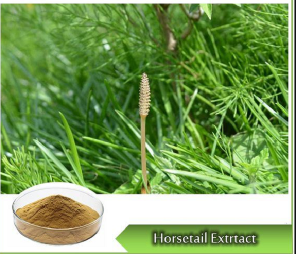 Horsetail Extract, Packaging Type: Hdpe Drum, Pack Size: 1 To 25 Kg