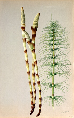 Navchetana Kendra Horsetail Extract, Packaging Type: Pouch