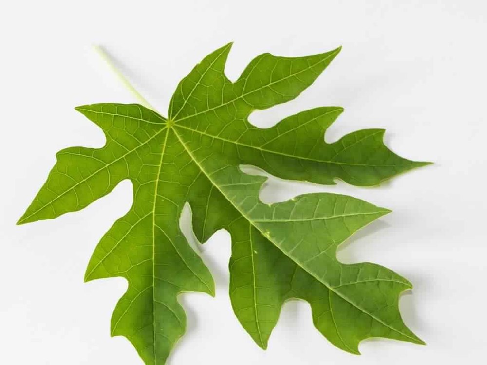 Carica Papaya Leaf Extract, Packaging Type: Hdpe Drum, Pack Size: 10 To 25 Kg
