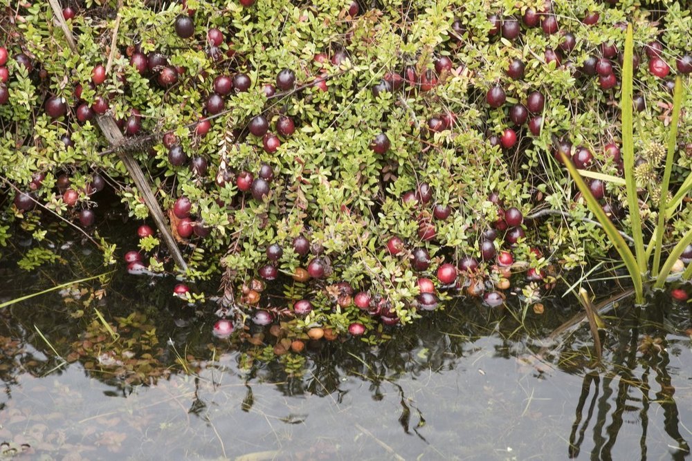 Cranberry Extract Powder
