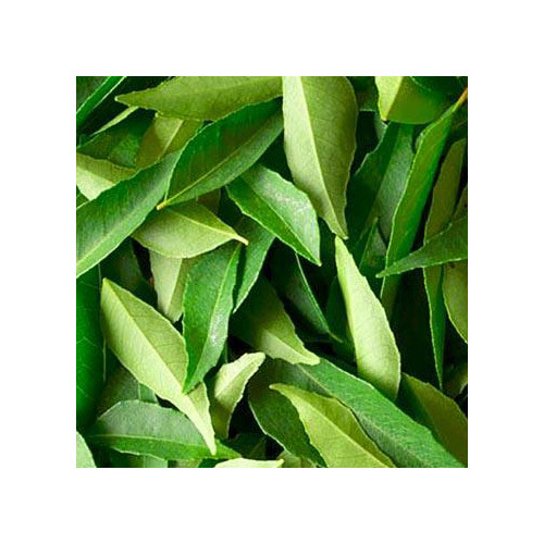 Then Keep It In The Fridge Curry Leaves