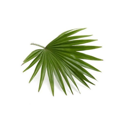 Powder Saw Palmetto Extract (Serenoa Repens), Packaging Size: 1kg