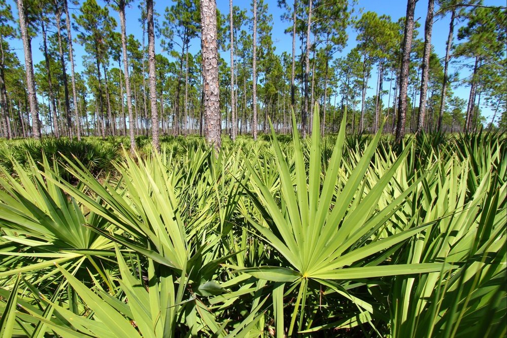 White Powder Saw Palmetto Extract, Packaging Size: 50 Kg