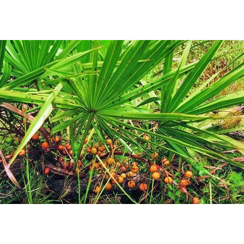 Himrishi Herbal Powder Saw Palmetto Extract, Packaging Type: Polybag, Hdpe Polylined Drum, Packaging Size: 25 Kg