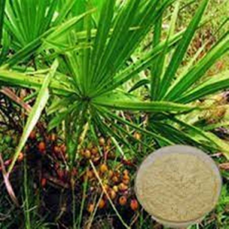 White Powder Saw Palmetto Extract, Packaging Type: Hdpe Drum, Polybag, Packaging Size: 1KG To 50 KG