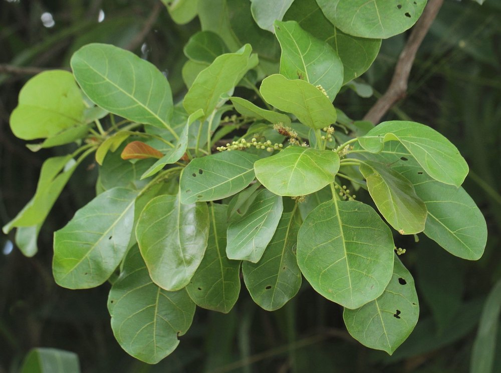 Terminalia Belerica Extract, Packaging Type: Hdpe Bag, Packaging Size: 25 Kg
