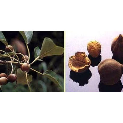 Terminalia Bellerica Extract, Packaging Type: Hdpe Drum, Packaging Size: 10 Kg To 25 Kg