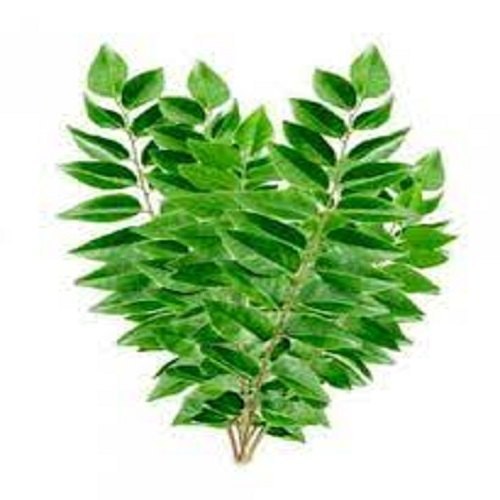 Natural Cool Dry Place Fresh Curry Leaves