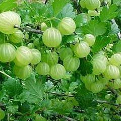 Powder Green Amla Extract, Packaging Type: HDPE Drum, Packaging Size: 25 kg
