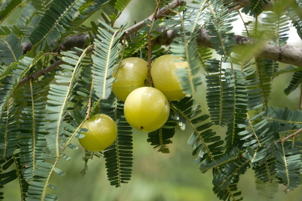 Natural Vitamin C From Amla Extract