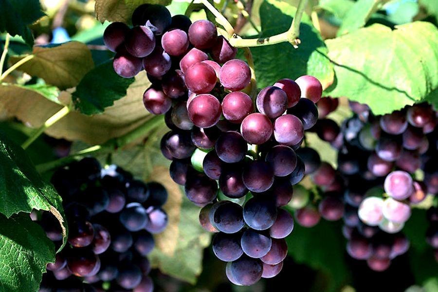 Red Wine Extract, Packaging Type: HDPE Drum, Pack Size: 10 To 25 Kg