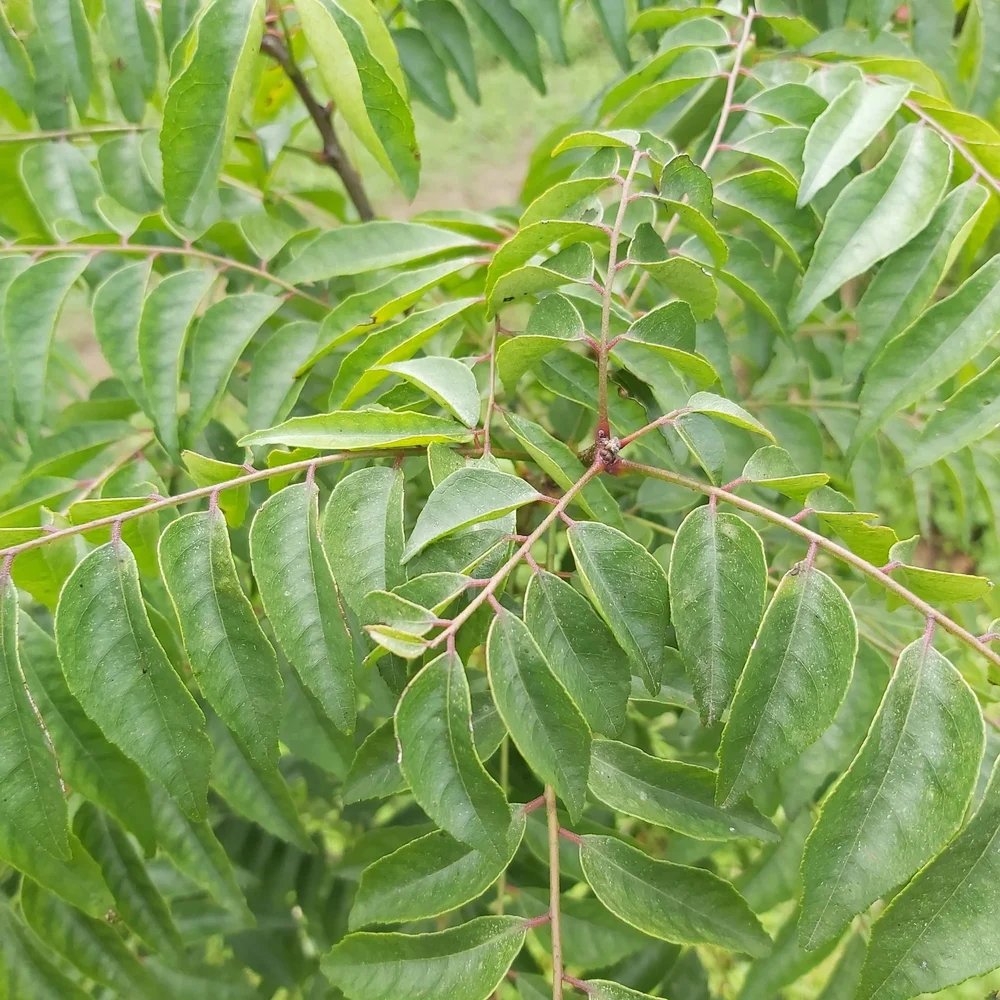 Organic-Natural (3.6%) Iron From Curry Leaf, Packaging Type: Packet, Packaging Size: 25Kg