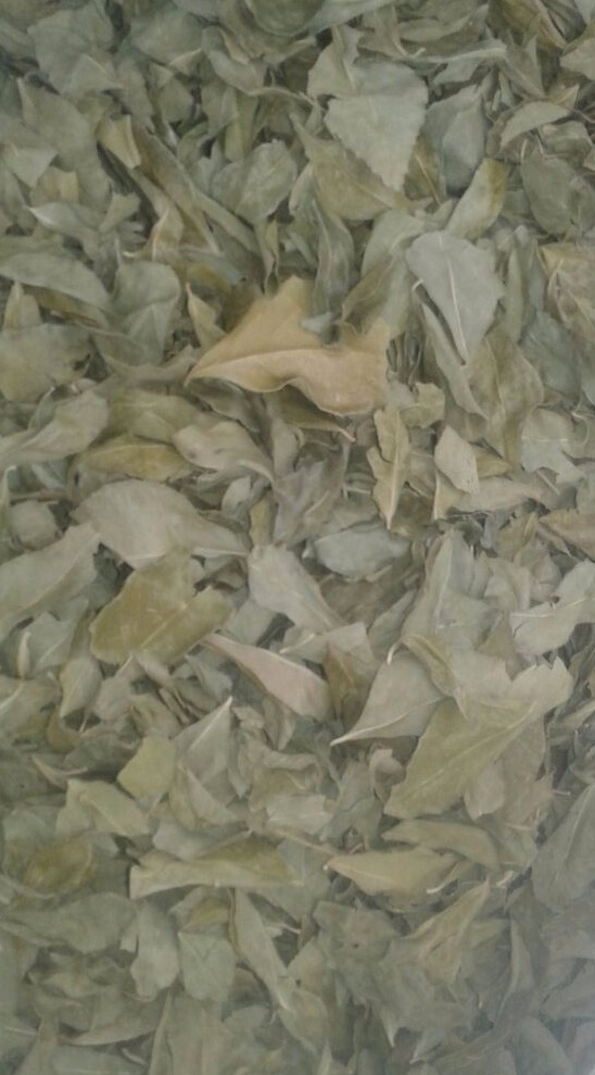 Curry Leaves, Packaging: Plastic Bag
