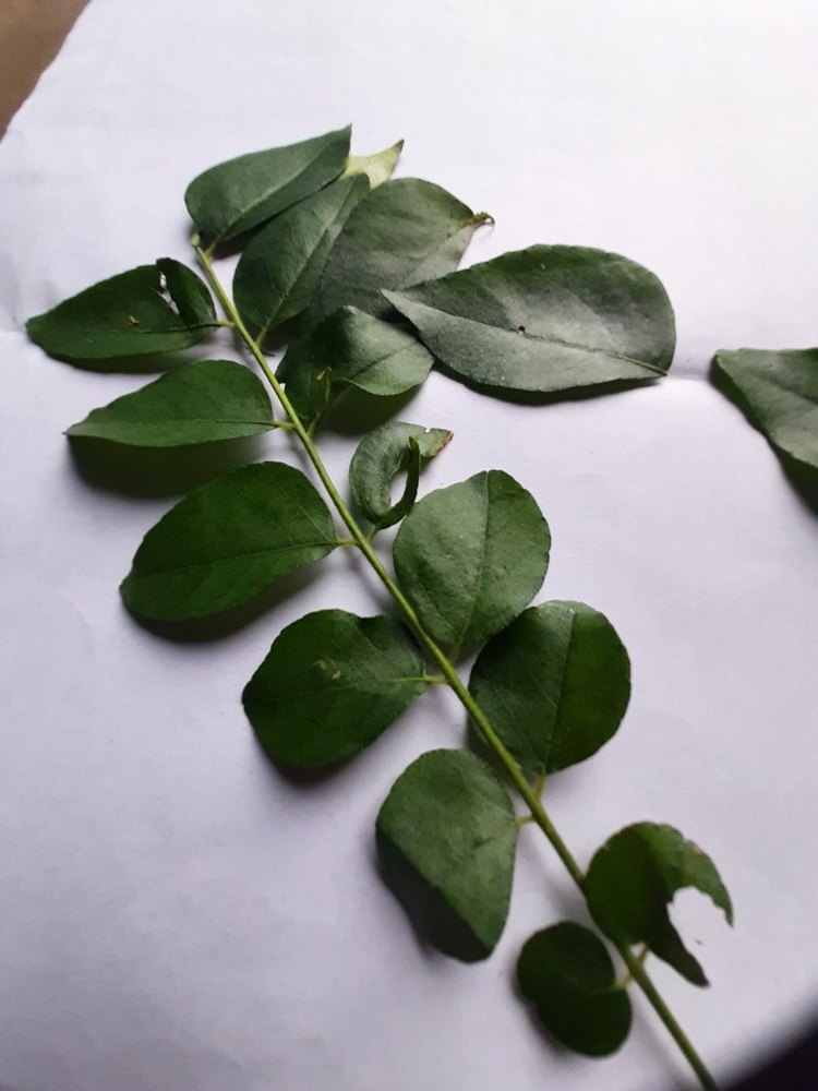 A Grade Organic Dried Curry Leaves, Packaging Size: 40 kg