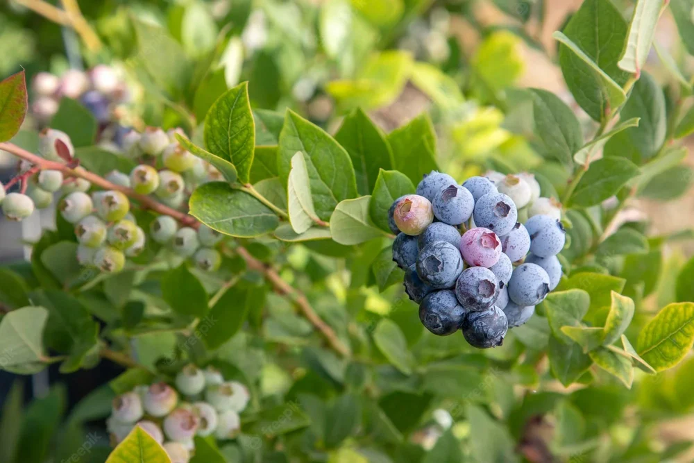 Purple Bilberry Extract Powder, Packaging Type: Hdpe Drum, Packaging Size: 25 Kg