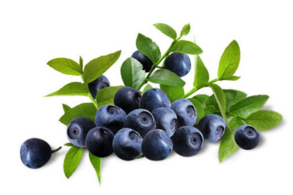 HERBAVEDA Bilberry Extract, Packaging Type: Plastic, Pack Size: 1 Kg