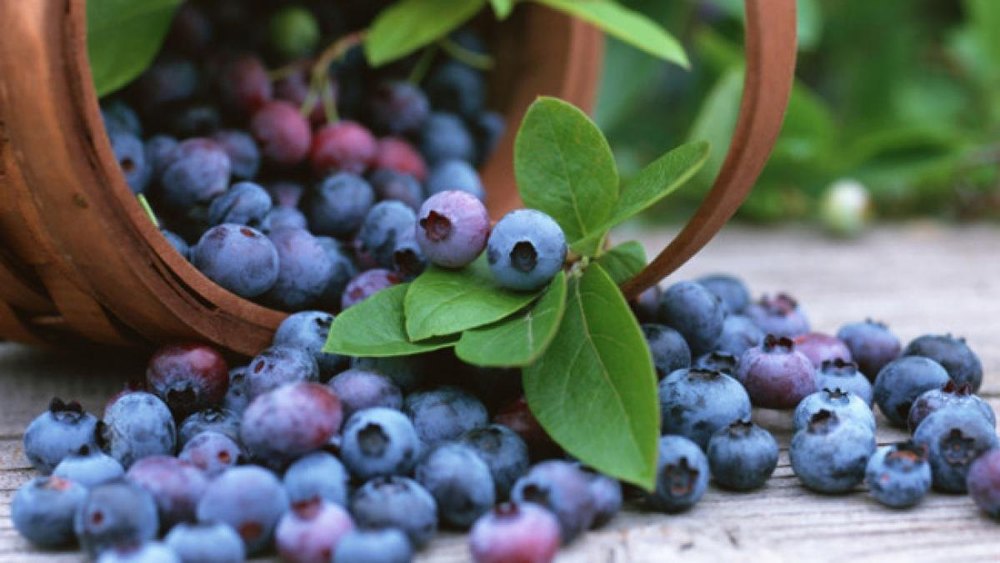 Powder Natural Blueberry Extract 10%, Pack Size: 25 Kg
