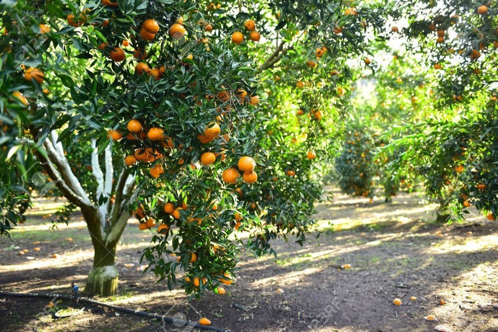 Orange Citrus Sinensis Extract Powder, Packaging Type: Bottle, Packaging Size: 1 Kg