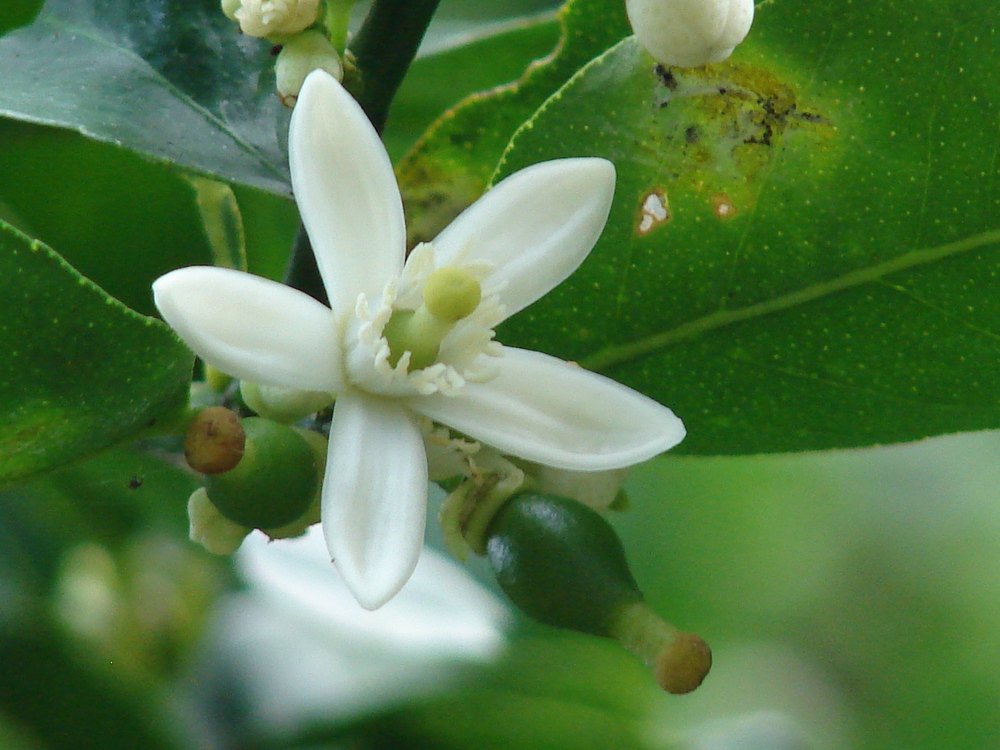 Citrus latifolia Extract, Packaging Type: Packet, Packaging Size: 25Kg