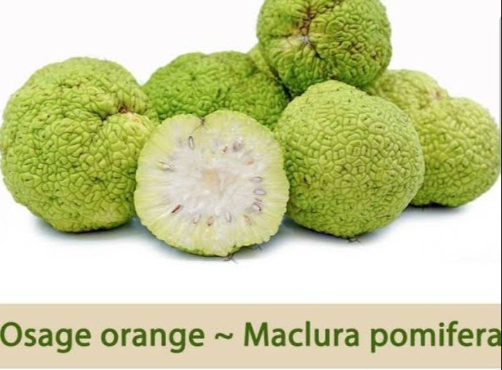 Usage Orange Maclura Pomifera Extract, Packaging Type: Drum, Packaging Size: 25 Kg