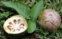 Aegle Marmelos Extract (Bael, Baelgiri)