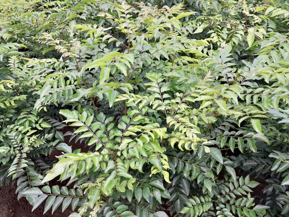 Fresh Green Curry Leaves