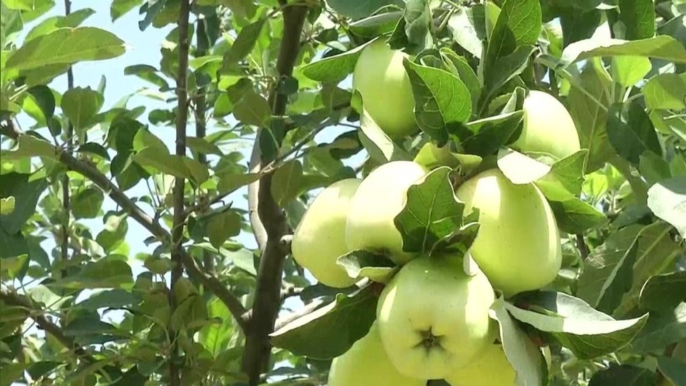 Green Apple Extract, Packaging Type: Hdpe Drum, Packaging Size: 25 Kg