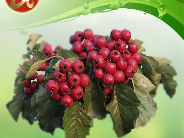 Navchetana Kendra Hawthorn Berry Extract, Packaging Type: Pouch