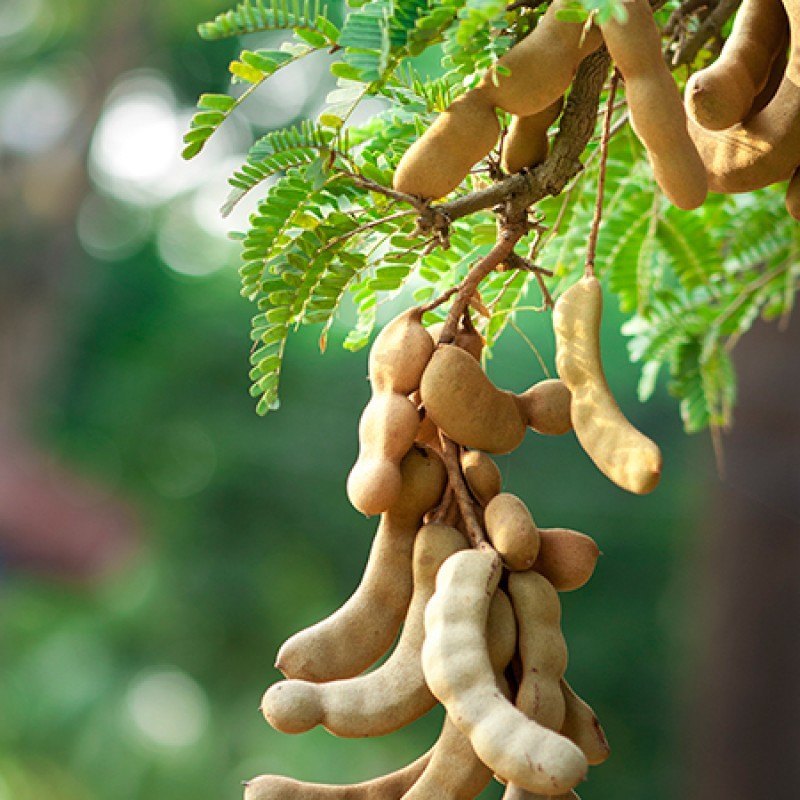 Brown Imli Tamarindus Indiaca Extract, Packaging Type: Loose