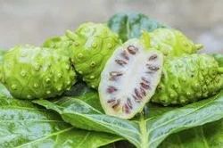 Morinda Citrifolia Extract ( Noni )