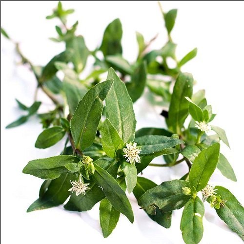 Bhringraj Extract, Packaging Size: 1kg