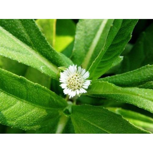 Free Flowing Powder Form Bhringraj Extract, For Nutraceutical, Pack Size: 1 kg