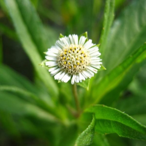 Eclipta alba / Karisalaanganni