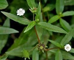 Bhringraj Leaves Extract, Packaging Size: 20 Kg