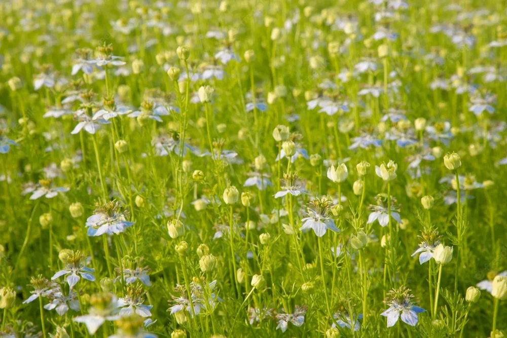 Nigella Sativa Extract