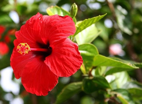 Hibiscus Liquid Extract Rosa Sinensis, Packaging Type: Bottle