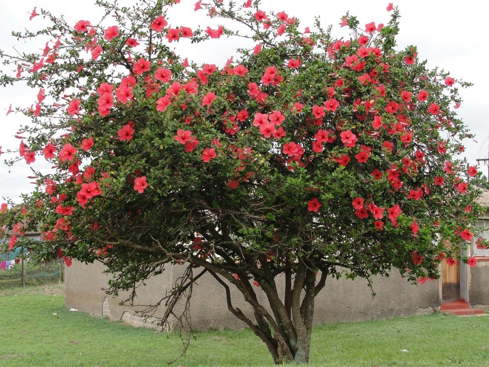 Hibiscus Flower Extract Powder, 25 Kg
