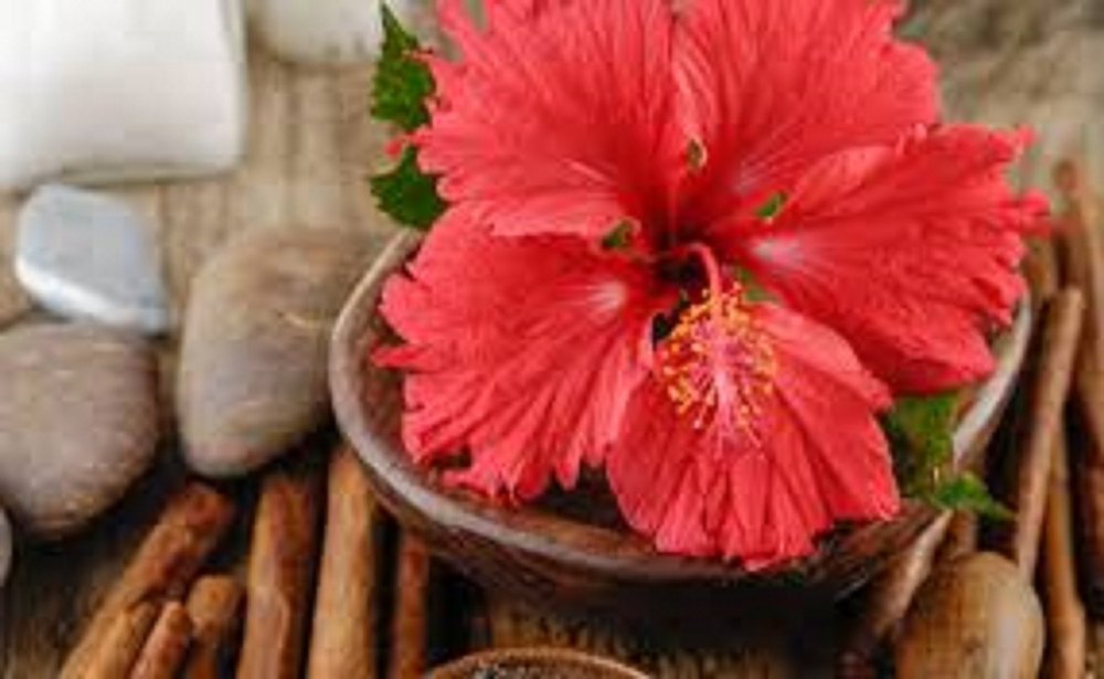 Hibiscus Flower Extract Powder, Packaging Size: 25 Kg
