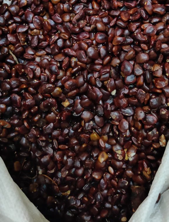 Brown Tamarind Seed