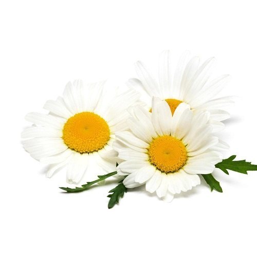 Chamomile Extract, Packaging Size: 1kg