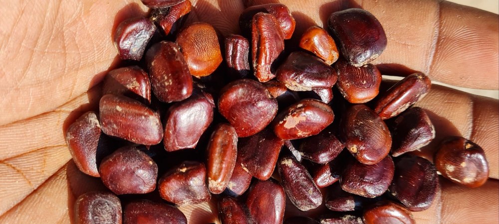 IMLI SEED Tamarindus indica